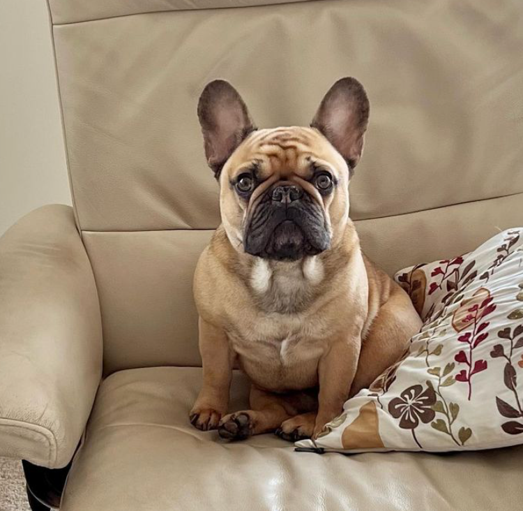 Sable French Bulldog